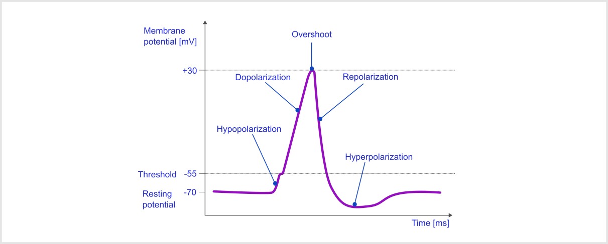 phases-of-the-action-potential
